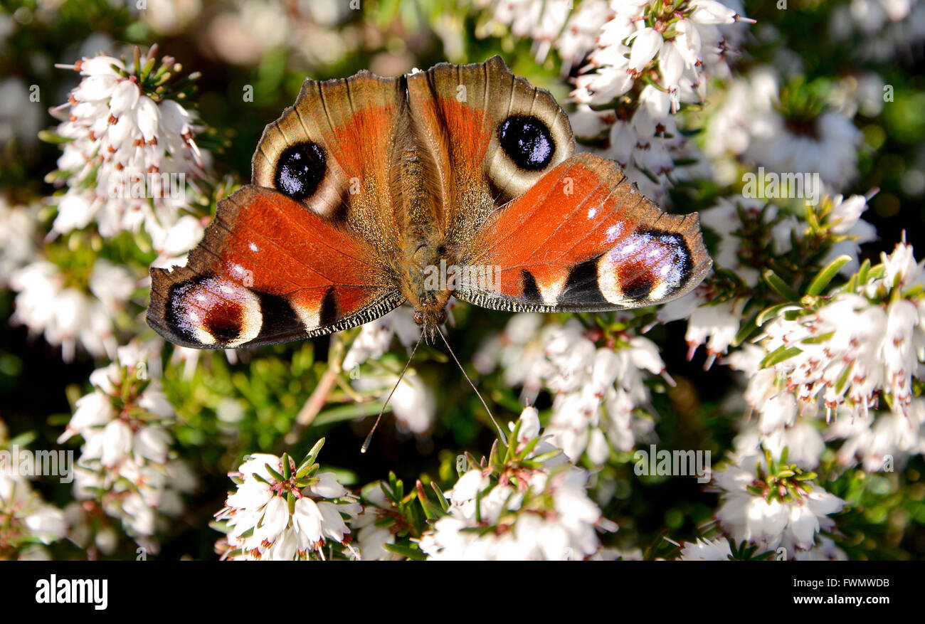 European Peacock butterfly (Inachis io) eating on white heather flower seen from above Stock Photo