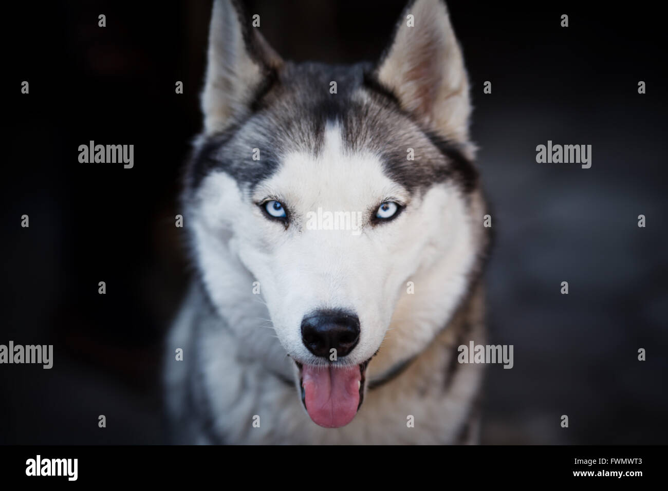 Portrait of a husky close up at winter time Stock Photo