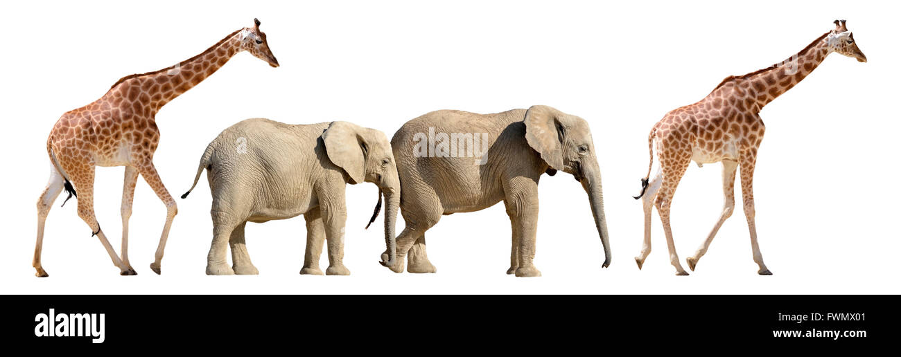 Two giraffes and two African elephants walking in single file isolated on white background Stock Photo
