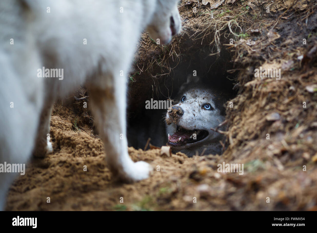 Portrait of funny and dirty husky in a hole Stock Photo