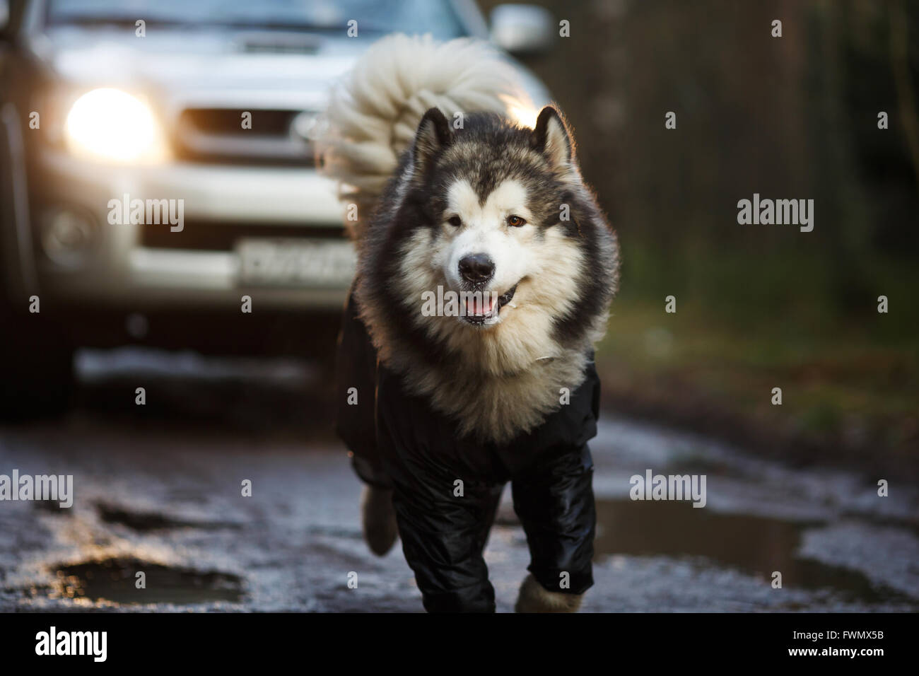 Malamute portrait in front of the machine running at dusk Stock Photo