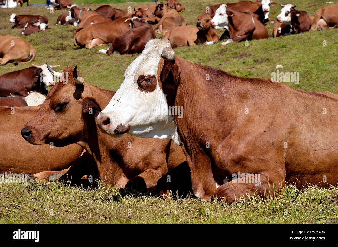 Closeup of Abondance cow lying on grass in the French Alps in Savoie department at La Plagne Stock Photo