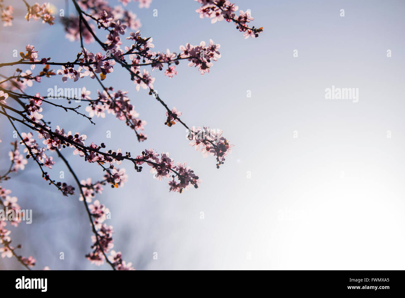 Spring flowers with blue background and clouds Stock Photo - Alamy
