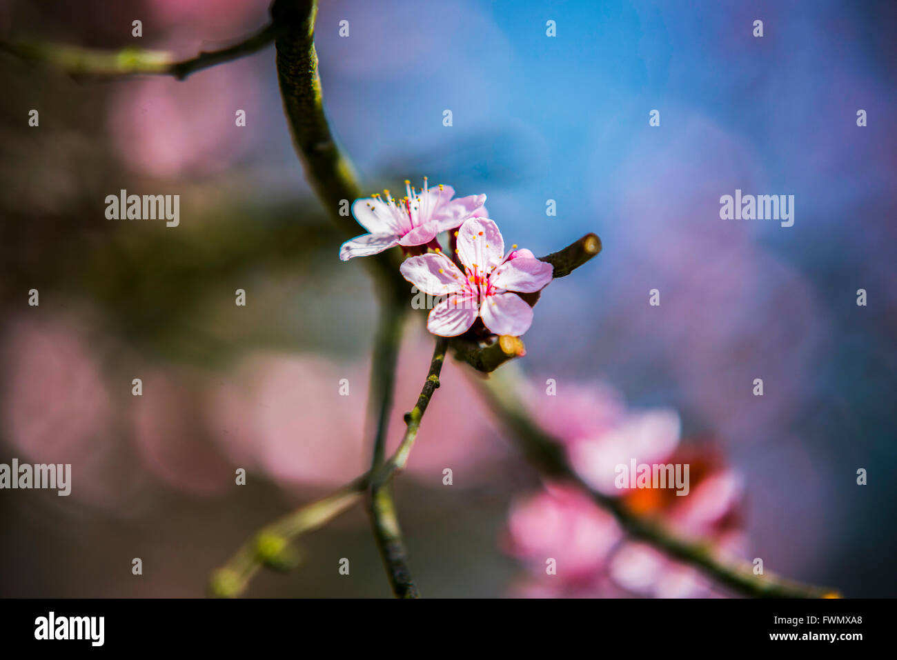 Spring flowers with blue background and clouds Stock Photo - Alamy