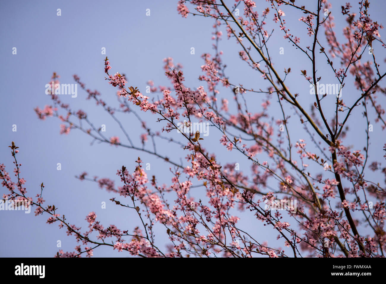 Spring flowers with blue background and clouds Stock Photo - Alamy