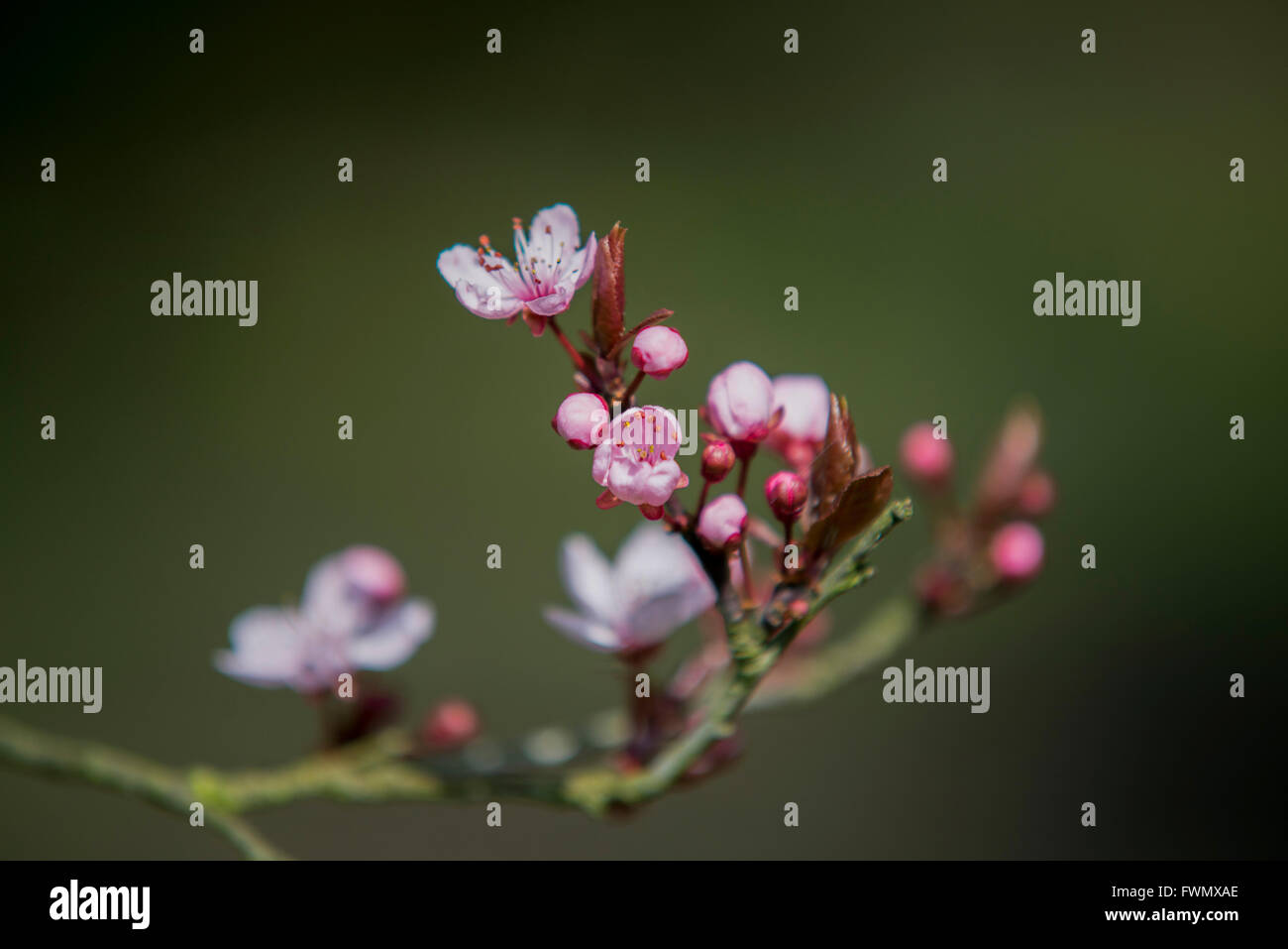 Spring flowers with blue background and clouds Stock Photo - Alamy