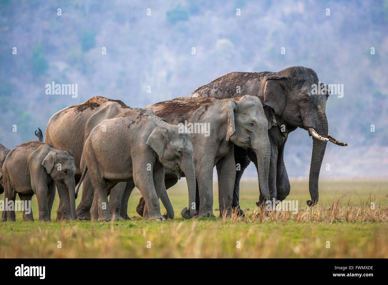 Asian wild Elephant family in the wild forest of Jim Corbett, India. [Elephas maximus] Stock Photo