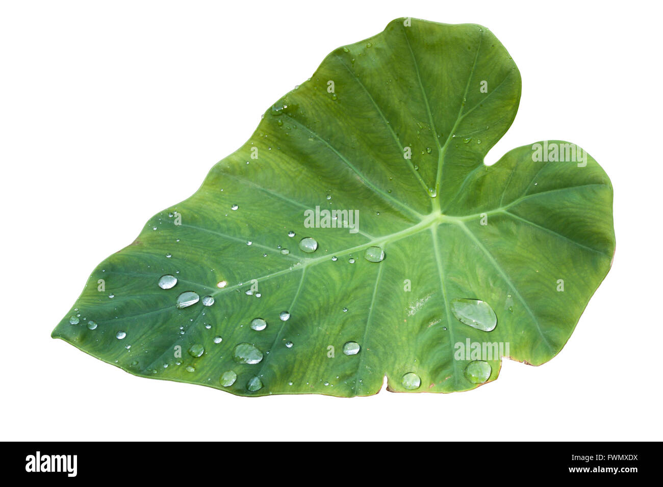 closeup morning dew on leaves caladium in nature. Isolated On white background with clipping paths. Stock Photo