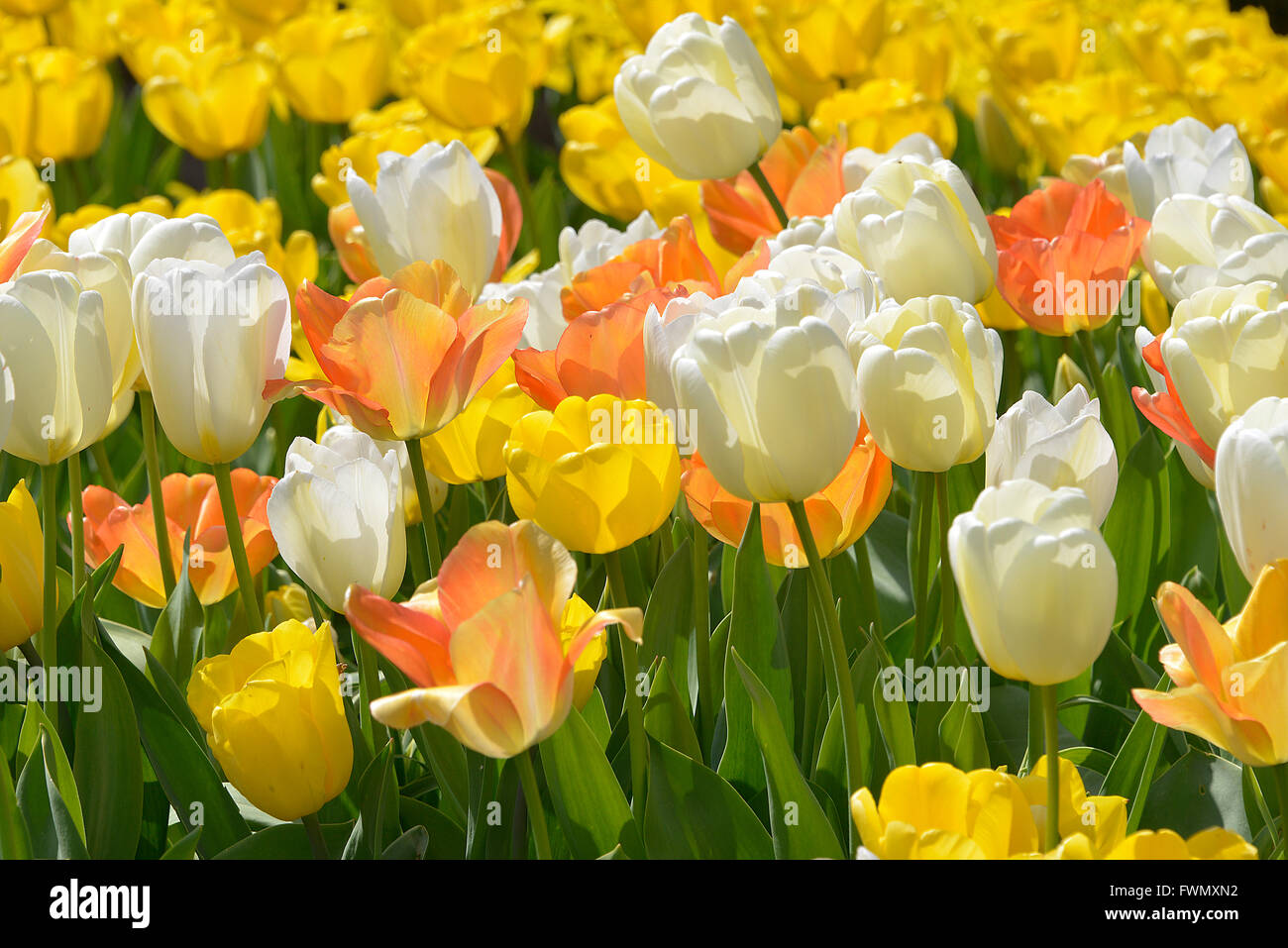 Liliaceae tulips hi-res stock photography and images - Alamy