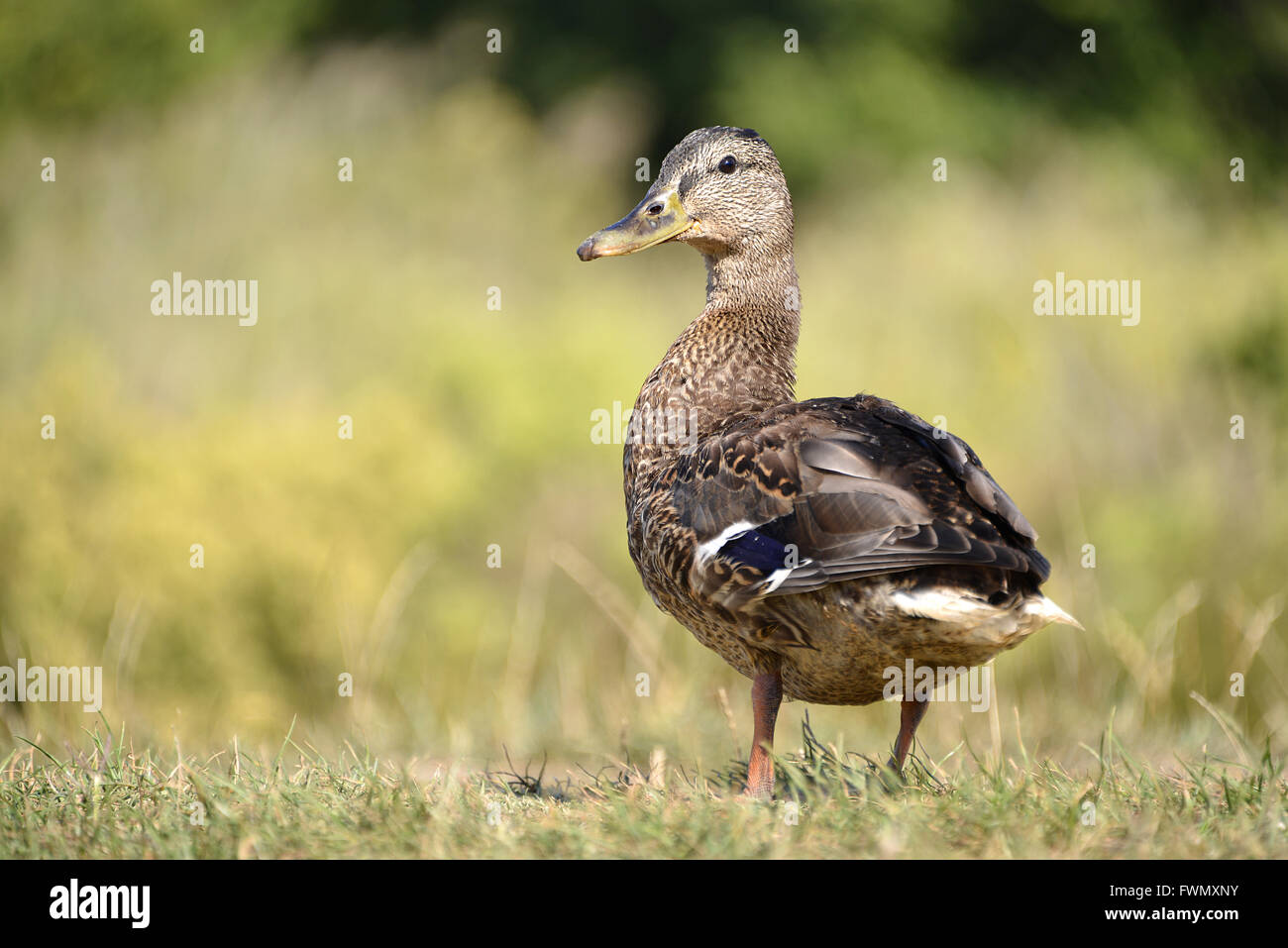 Closeup female duck mallard (Anas platyrhynchos) on grass seen from behind Stock Photo