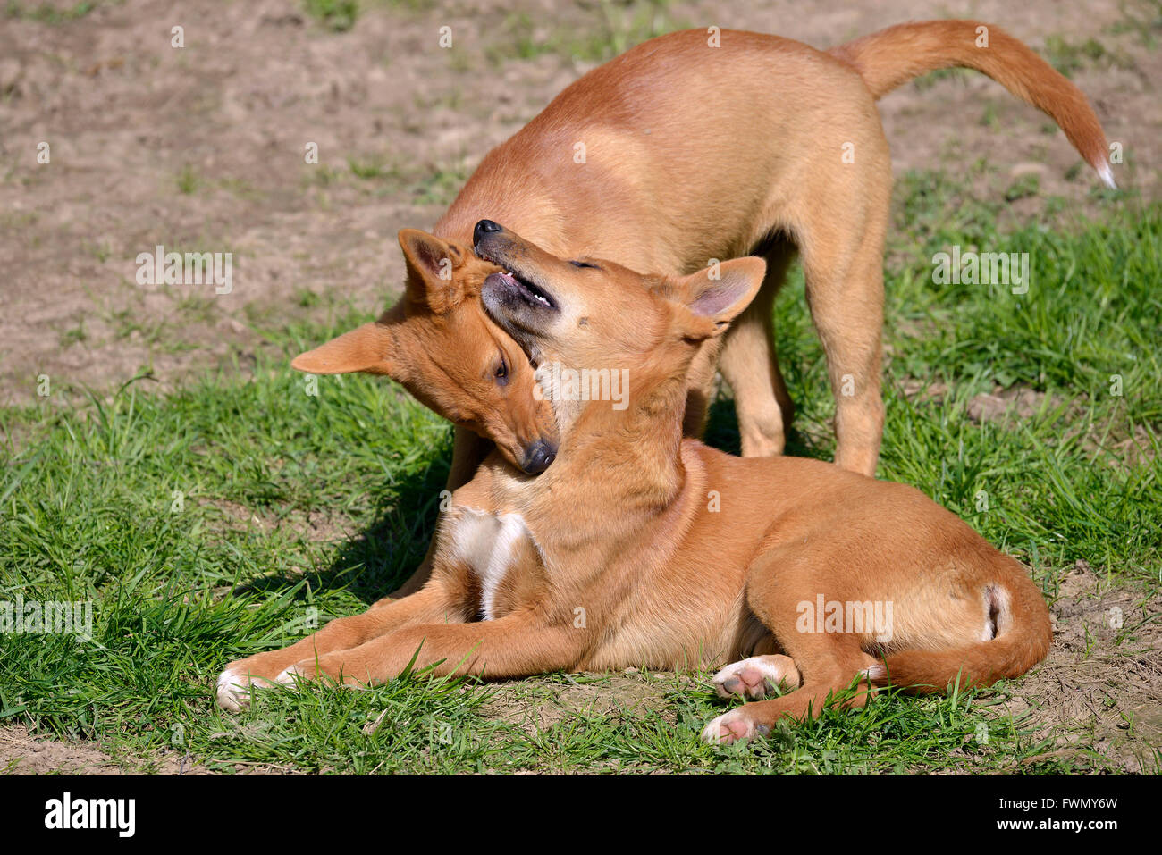 Two young dingos, Canis lupus dingo, playing on grass Stock Photo