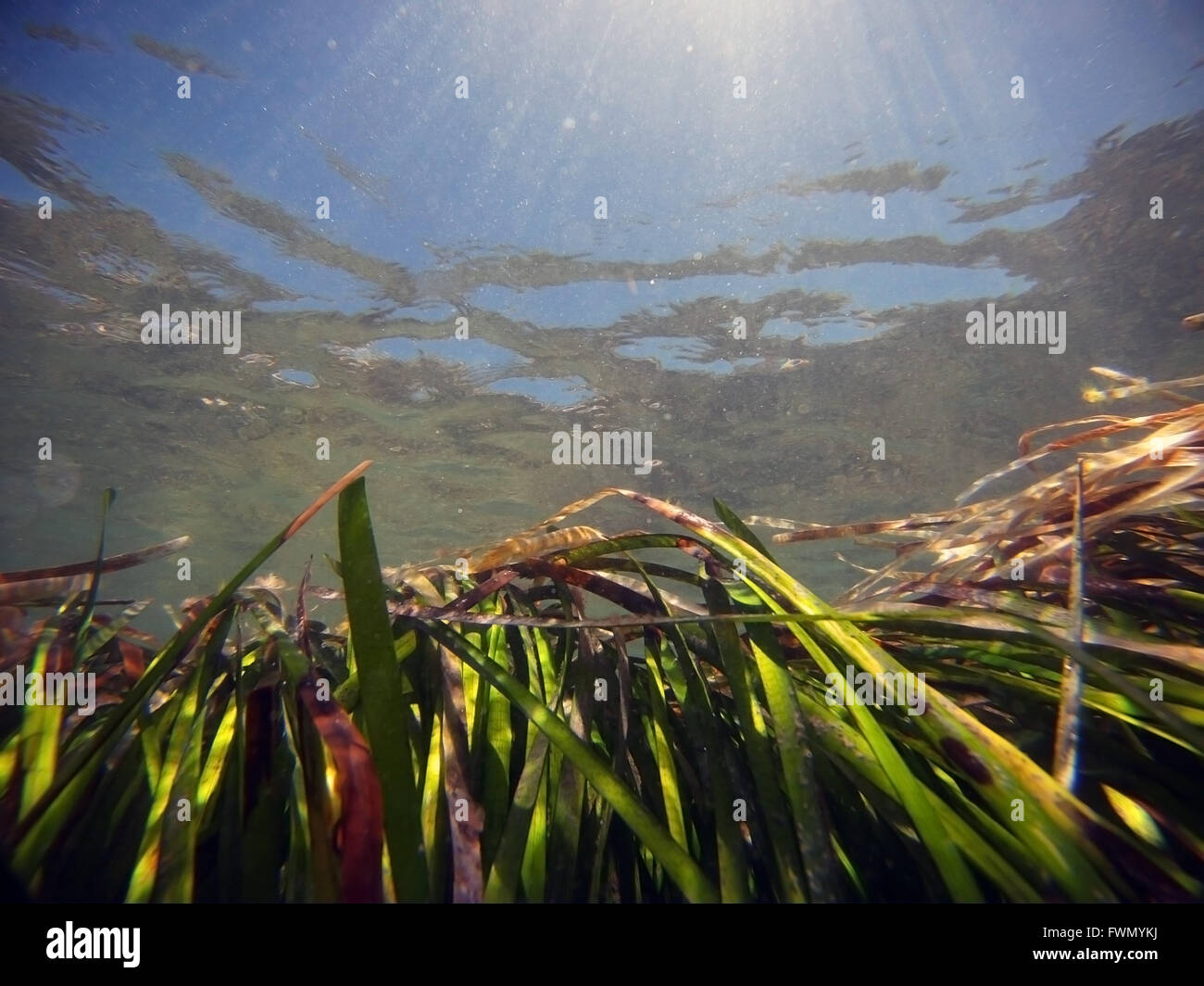Healthy seagrass meadow (Zostera sp.) in shallow water, Rottnest Island, Western Australia Stock Photo