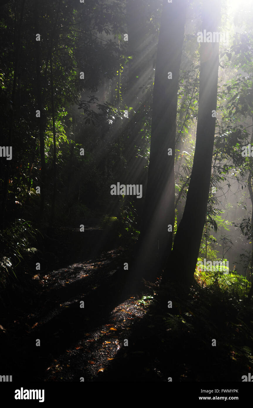 Misty rainforest track, Dorrigo National Park, NSW, Australia Stock Photo