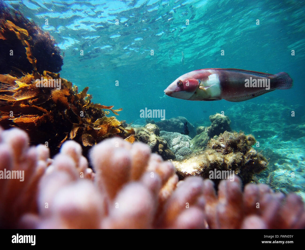 Western King Wrasse (Coris auricularis) with kelp and coral in Parker Point Marine Reserve, Rottnest Island, Western Australia Stock Photo