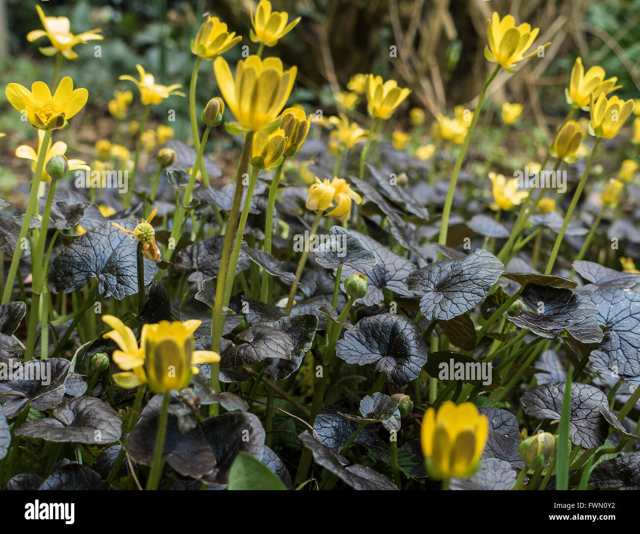 Clump of Bright Yellow Flowers Lesser Celandine Brazen Hussy in an Alsager Cheshire Garden England United Kingdom UK Stock Photo