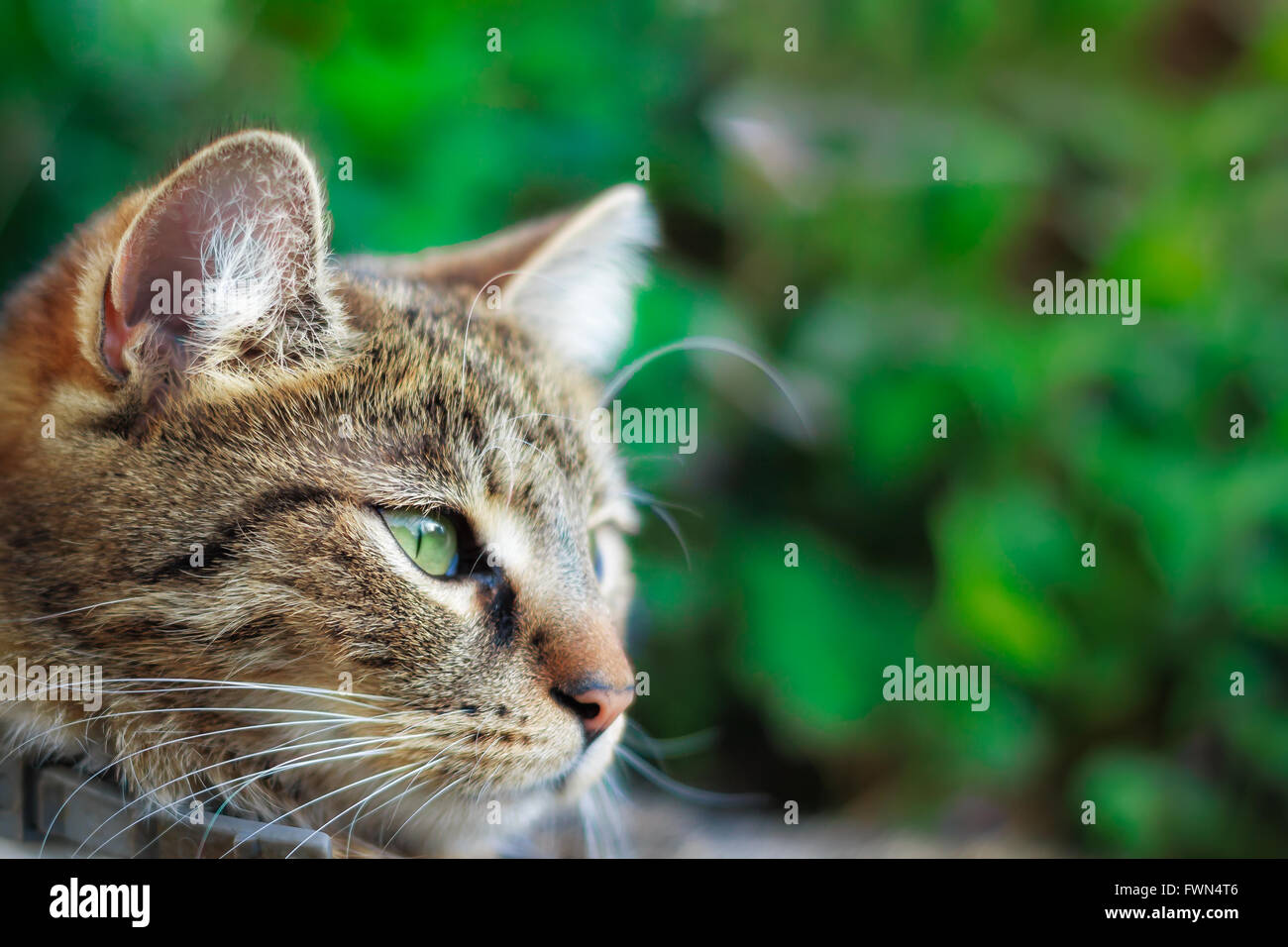 Cat looking to the right. Green foliage background with copy space Stock Photo