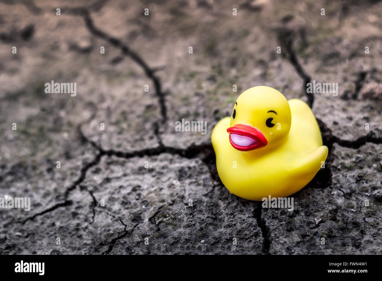 Yellow rubber duck with tear in eye on dry cracked land. Concept image for global warming, drought and climate change. Stock Photo