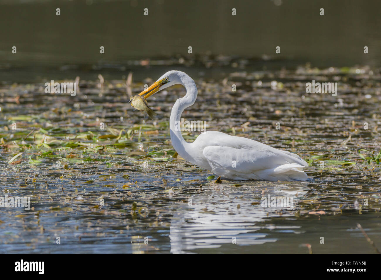 Great white egret in Mudgee at Lawson Park catching a carp. Stock Photo