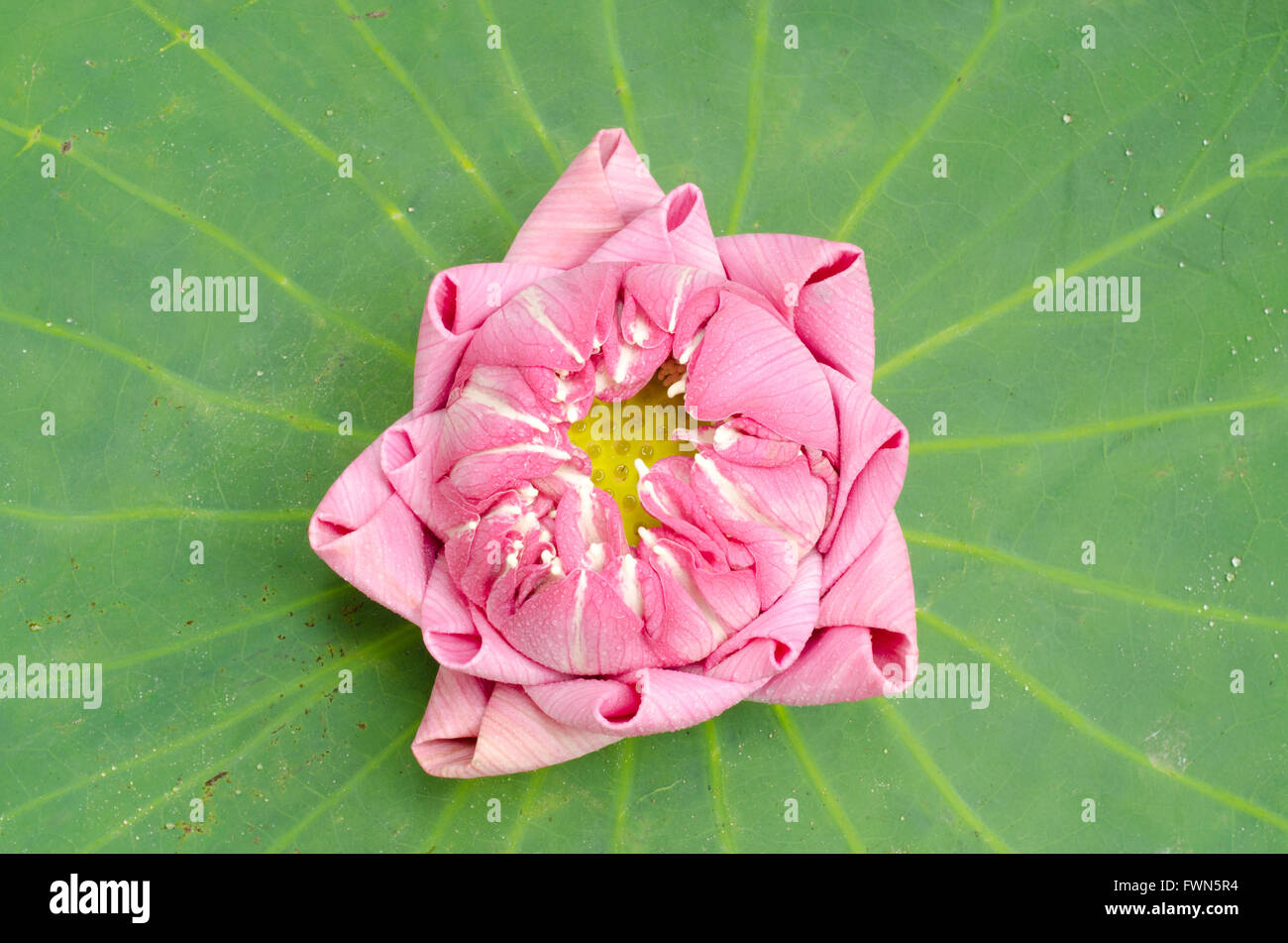 The art of folding lotus petals on lotus leaf Stock Photo Alamy