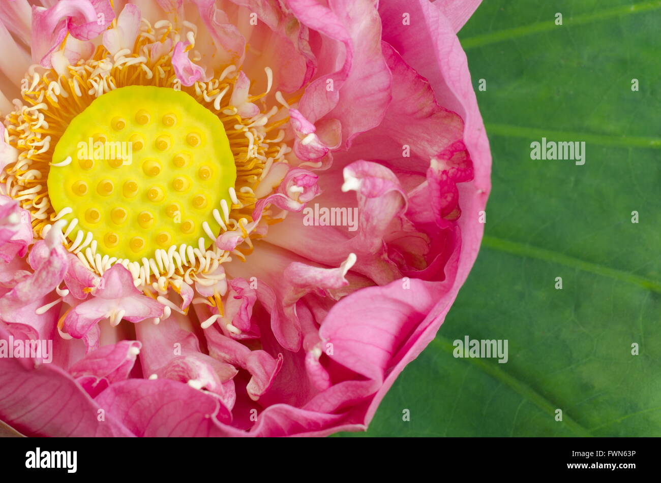 Closeup lotus blossom Stock Photo Alamy