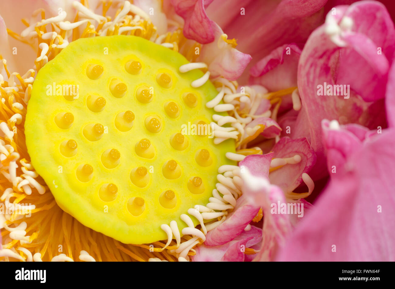 Closeup lotus blossom Stock Photo Alamy