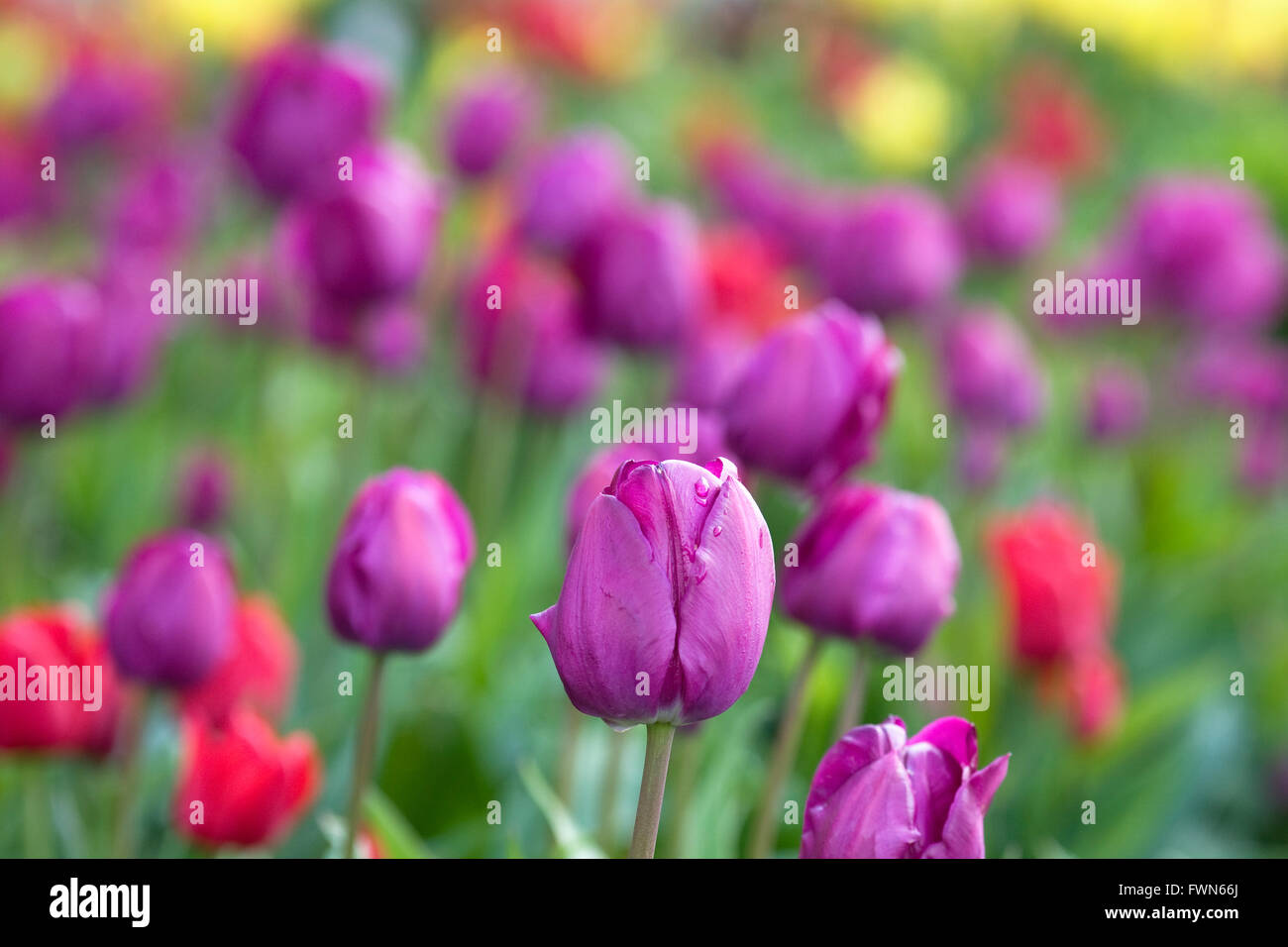 Tulipa 'Negrita' flowers in Spring. Stock Photo