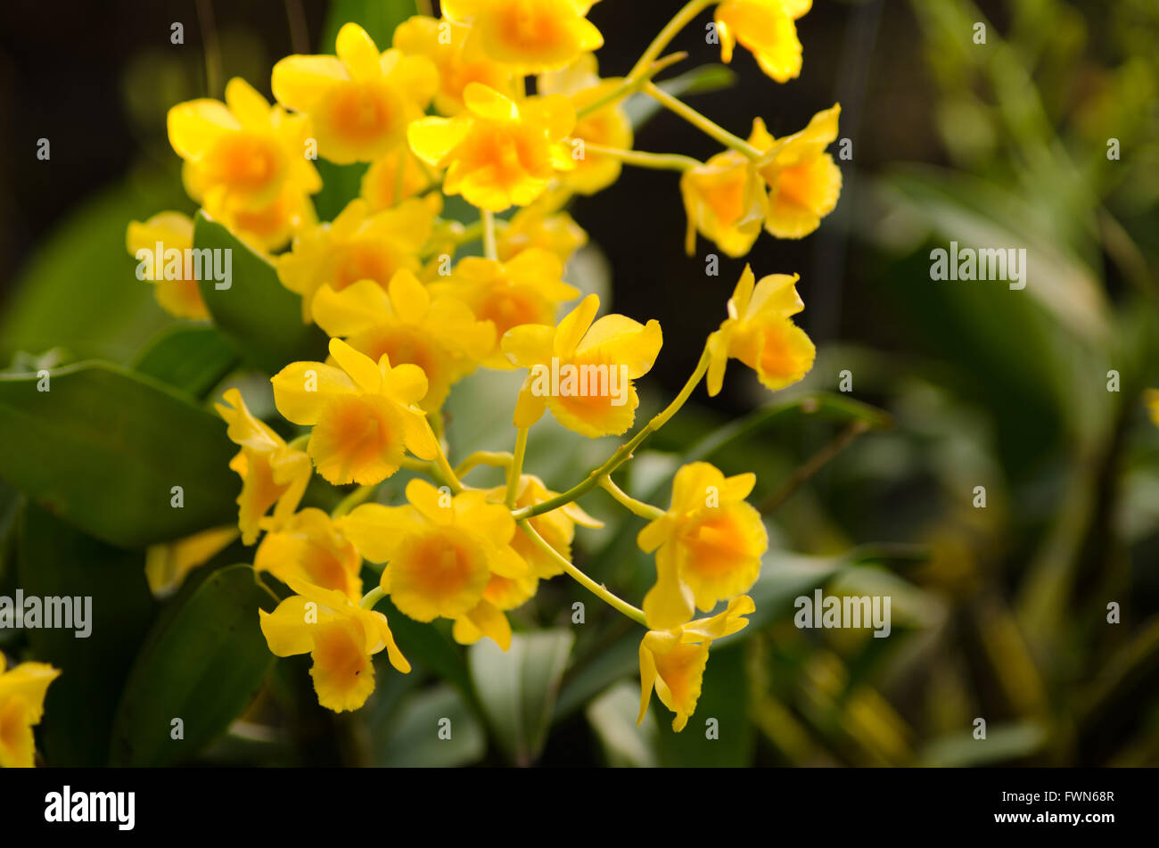 Fried egg orchid (Dendrobium chrysotoxum Lindl.) Stock Photo