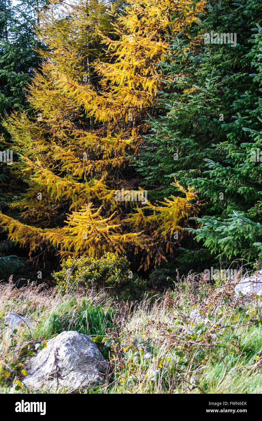Yellow and green pine tree in the forest in autumn time Stock Photo
