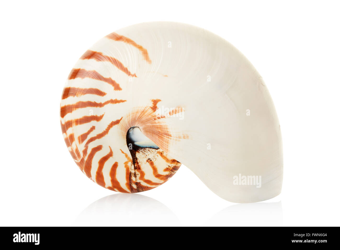Nautilus shell on white, clipping path Stock Photo