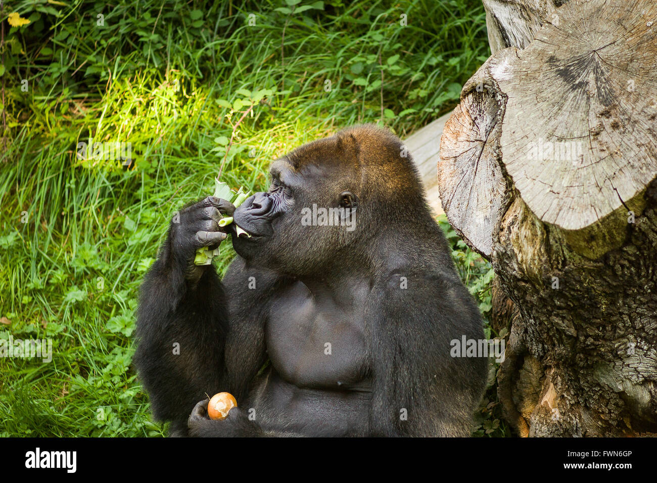 Gorilla feeding in zoo hires stock photography and images Alamy
