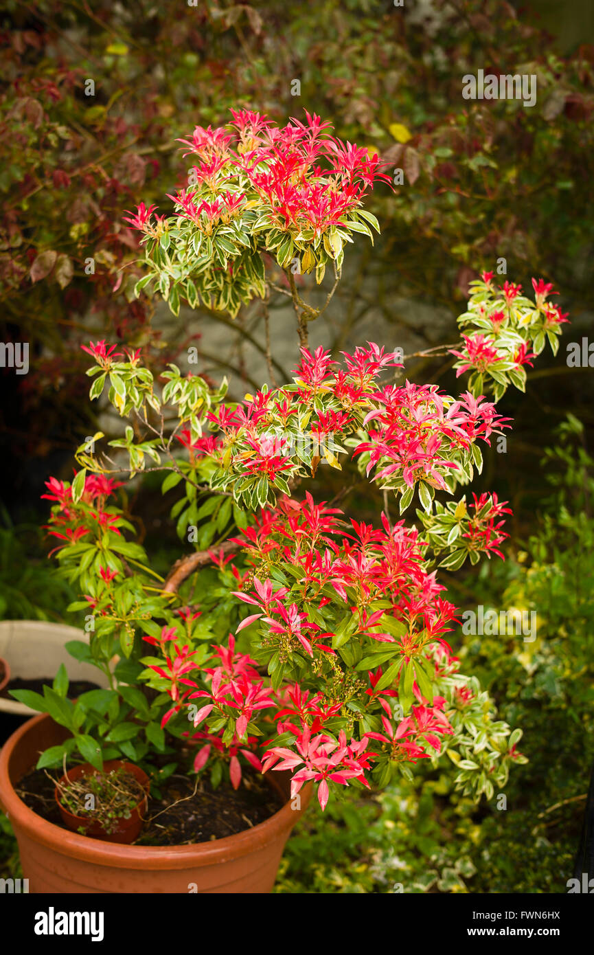 Pieris japonica Flaming Silver showing new red leaves in spring Stock Photo