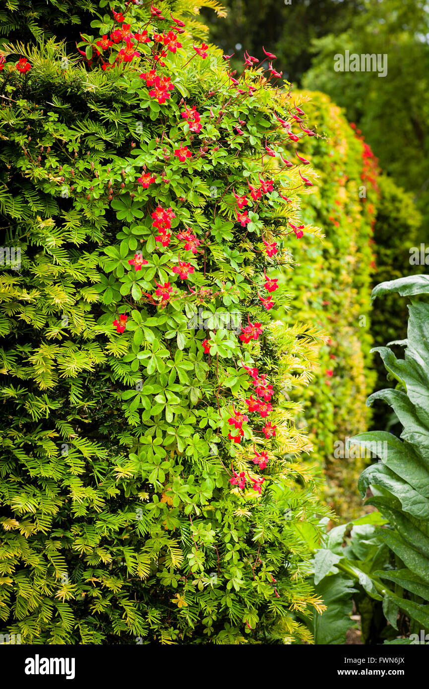 A yew hedge is host to climbing plant Tropaeolum speciosum to striking effect Stock Photo