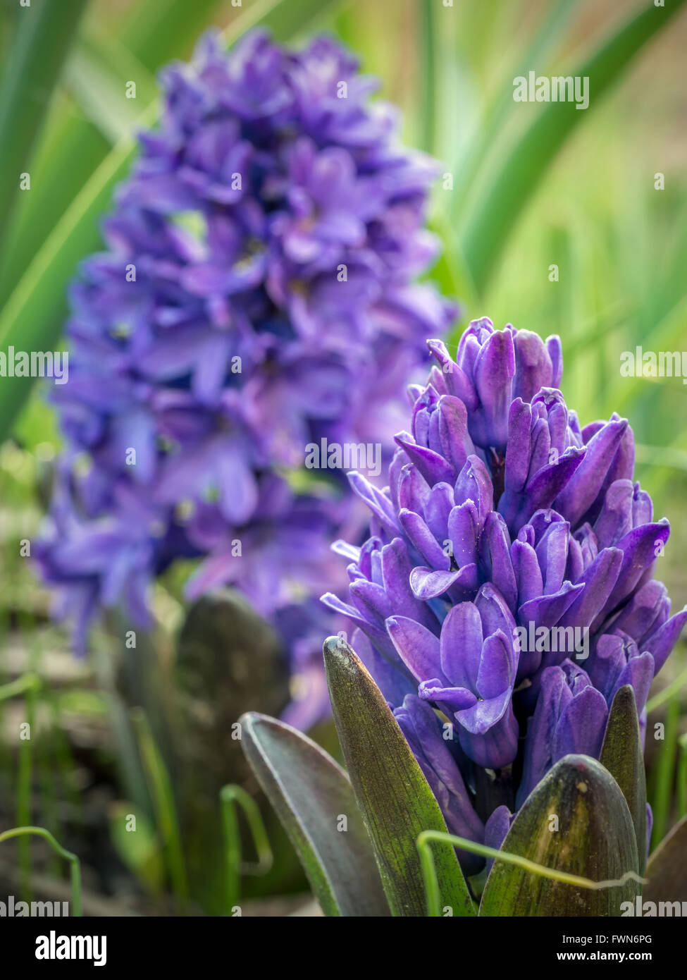 Violet hyacinth in blossom growing in the garden Stock Photo