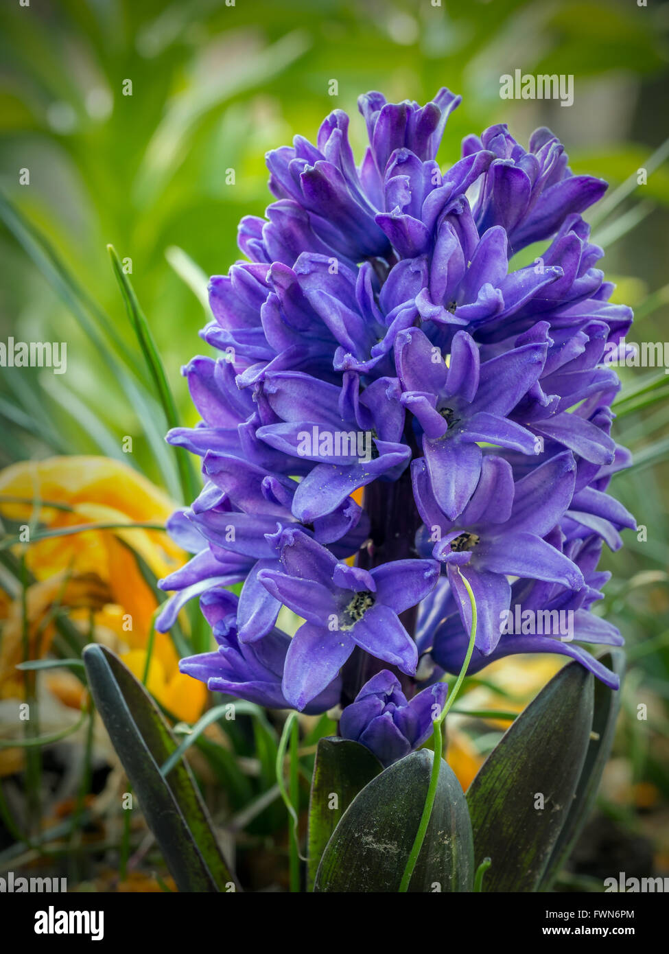 Violet hyacinth in blossom growing in the garden Stock Photo