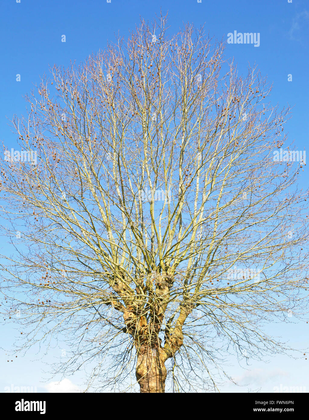 Tree Without Branches Stock Photos & Tree Without Branches Stock Images