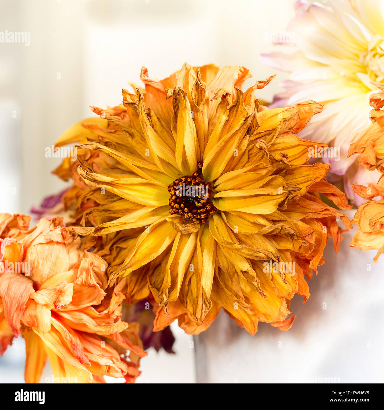 Dying dahlia blooms retaining their own beauty Stock Photo Alamy