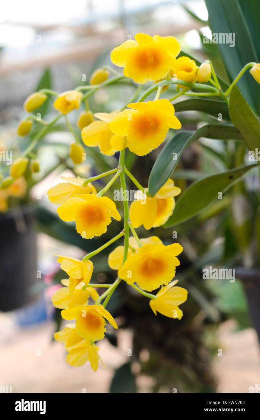 Fried egg orchid (Dendrobium chrysotoxum Lindl.) Stock Photo