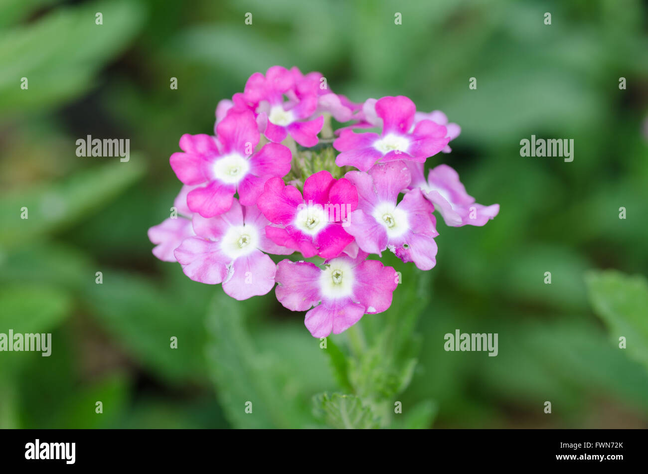 Pink and white verbena hi-res stock photography and images - Alamy