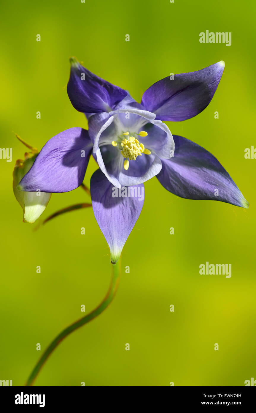 Columbine, Aquilegia vulgaris, vertical portrait of blue flower with nice out focus background. Stock Photo