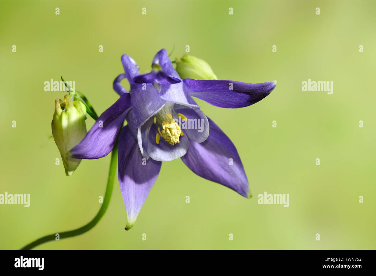 Columbine, Aquilegia vulgaris, horizontal portrait of blue flower with nice out focus background. Stock Photo