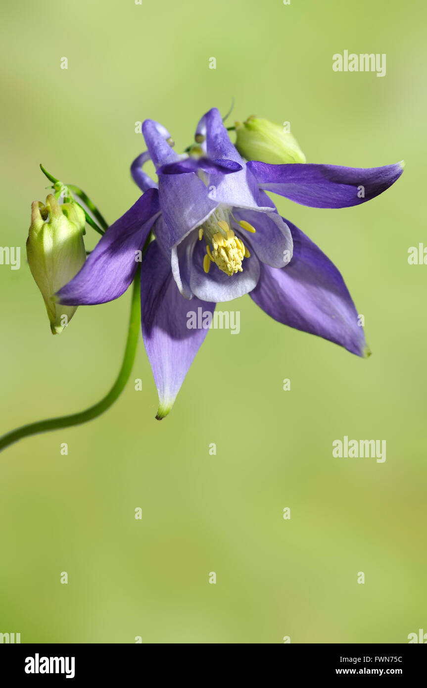 Columbine, Aquilegia vulgaris, vertical portrait of blue flower with nice out focus background. Stock Photo