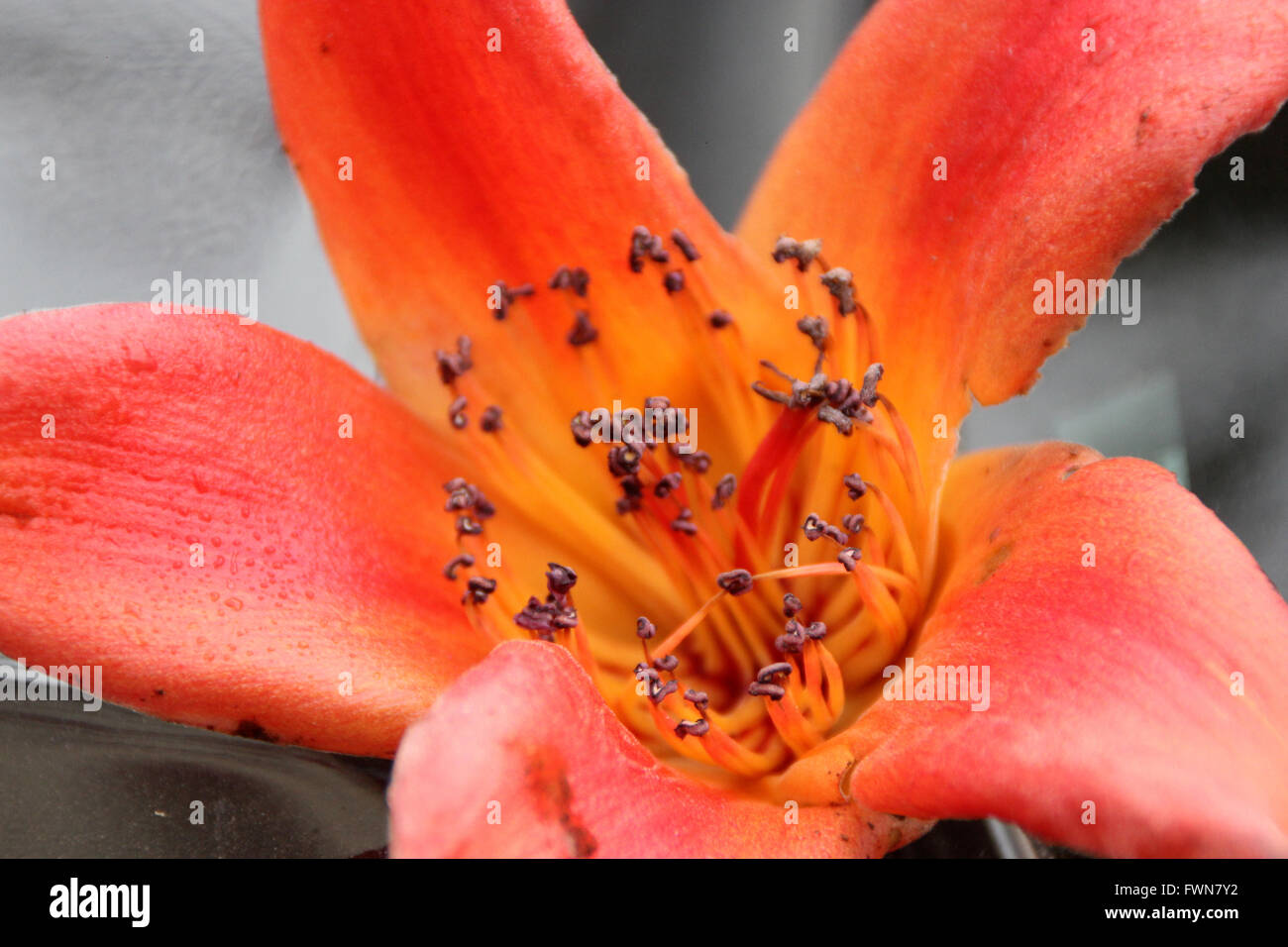 Red Silk Cotton Tree Flowers High Resolution Stock Photography And Images Alamy