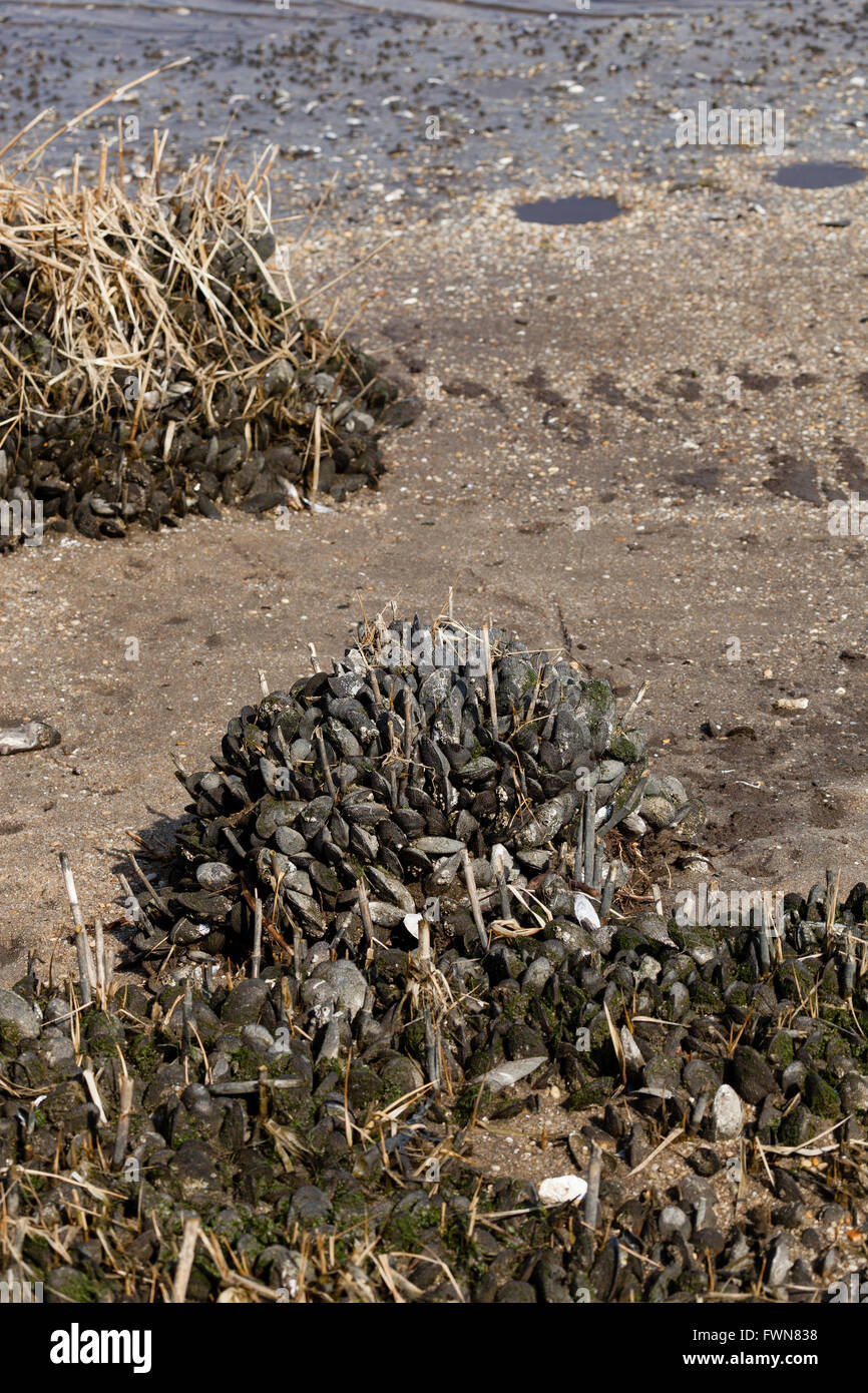 Blue Mussels are clumped together in mussel beds in the Sandy Hook Bay, New Jersey. Stock Photo