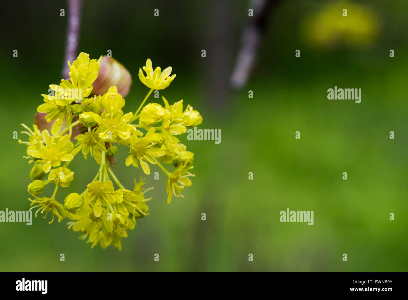 Yellow flower of branch of tree on springtime Stock Photo
