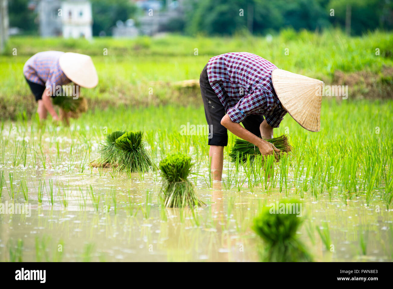 Rice crops are being transplanted by farmers in Vietnam Stock Photo - Alamy