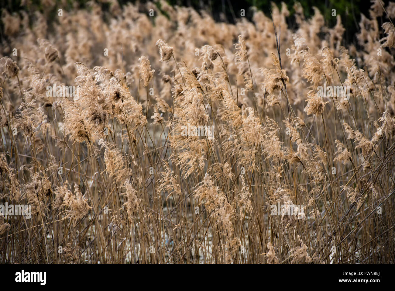 Field of dry rush in natural light Stock Photo