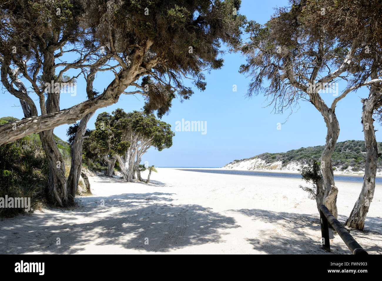 Nanarup Beach with Saltwater Paperbark (Melaleuca cuticularis), Nanarup, Western Australia, WA, Australia Stock Photo