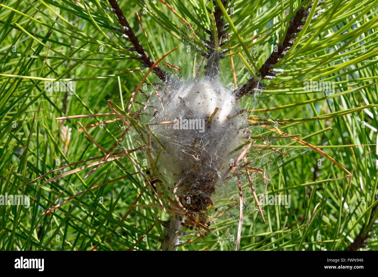 pine processionary  moth larvae Thaumetopoea pilyocampa Sierra Tejeda National Park Andalusia Spain Stock Photo