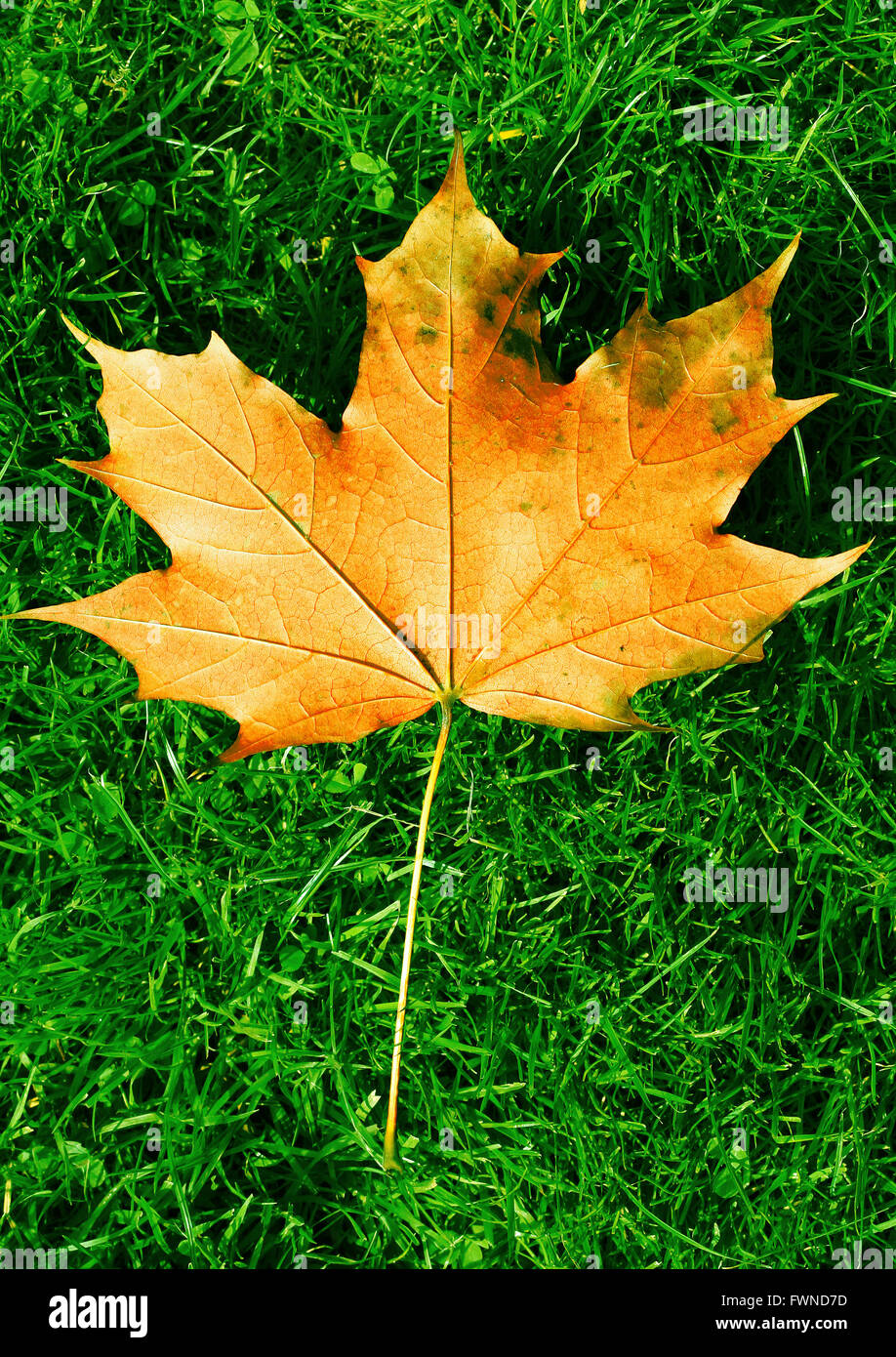 Orange and brown leaf on grass in Autumn Stock Photo - Alamy