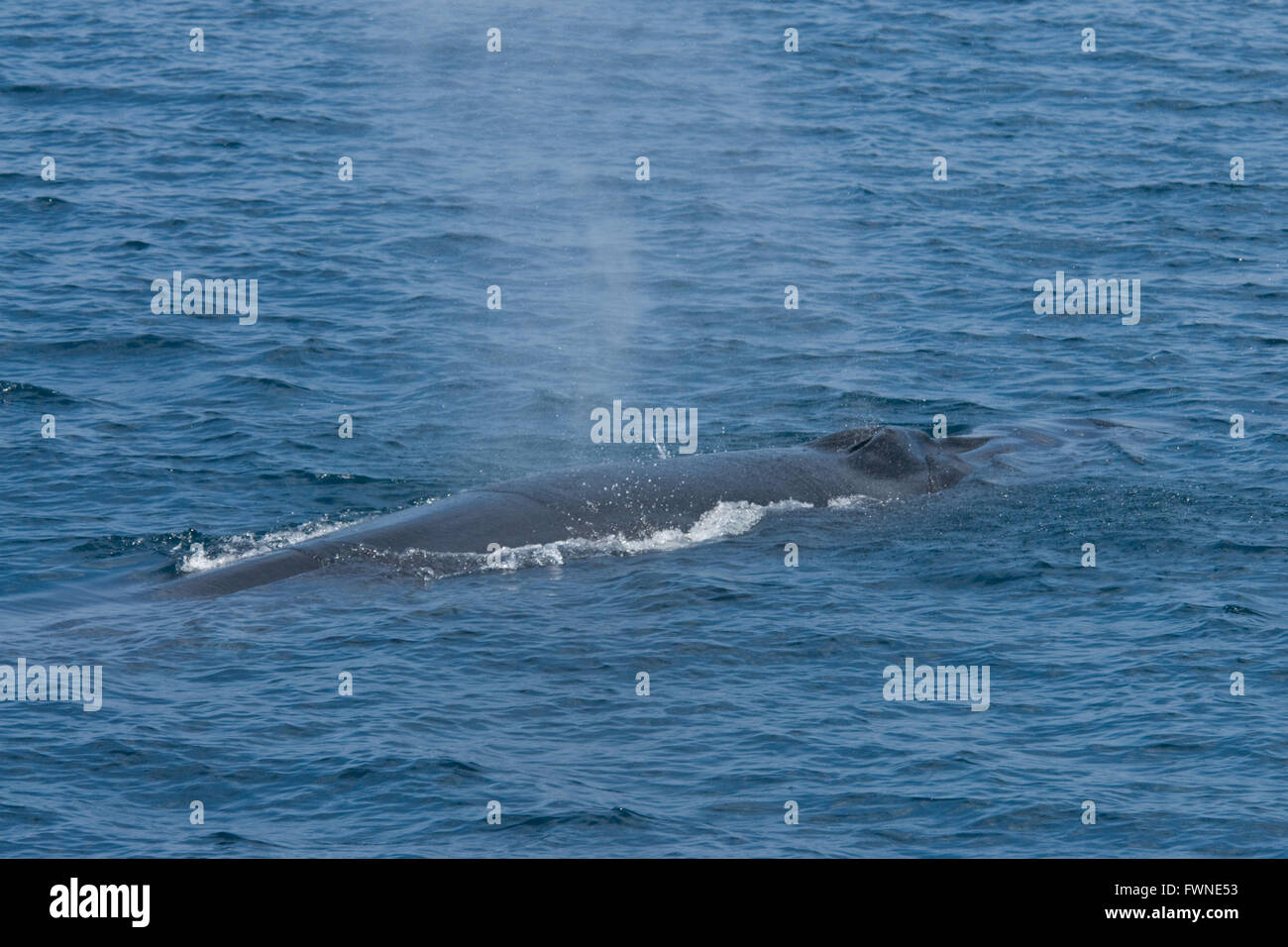 Bryde's Whale, Balaenoptera edeni or Balaenoptera brydei, blowing at surface, showing head & blowholes, Maldives, Indian Ocean Stock Photo